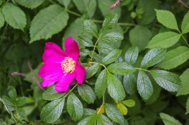 Bahçedeki kırmızı gül