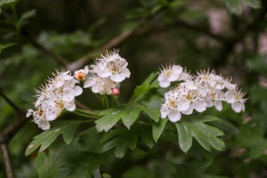 Bahçedeki çiçekler