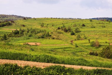 Dağlardaki yeşil tepeler yaz günündeki bir dağ manzarası Ukrayna 'daki yeşil çimenler ve ağaçlar köyü.