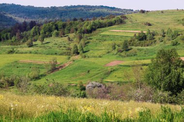 Yazın, Ukrayna 'daki yeşil çimen ve dağ manzaralı güzel bir manzara.