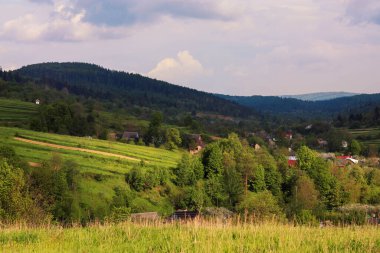 Yazın yeşil çimenler ve ağaçlarla kaplı yaz manzarası... Ukrayna 'daki dağlarda yeşil çimenler ve ağaçlar...