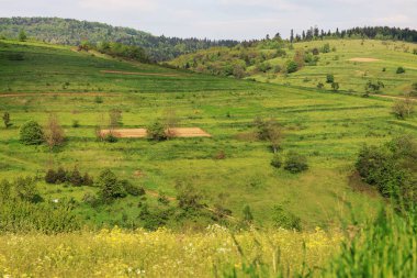 Ukrayna 'daki Ukrayna Dağları' ndaki Ukrayna Karpatları 'nın yeşil çimen ve ağaç köyünün manzarası