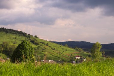 Akşamları mavi gökyüzü olan yeşil çayır. Ukrayna 'daki yeşil çimenler ve ağaçlar köyü.