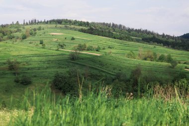 yeşil çimenler ve mavi gökyüzü, arka planda bulutlar yeşil çimenler ve Ukrayna 'daki ağaçlar köyü.