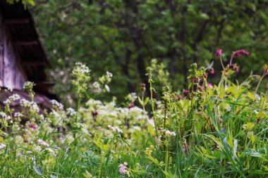 Ormandaki ahşap ev.