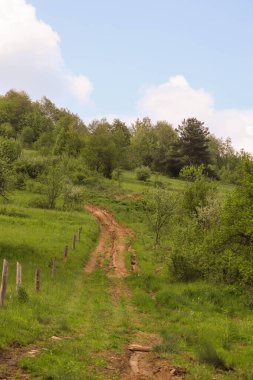 Doğanın güzel manzarası. Yeşil ağaçlar ve ormanlarla kaplı bir arazi.