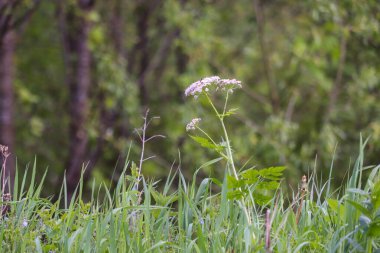 Ormanda güzel çiçekler