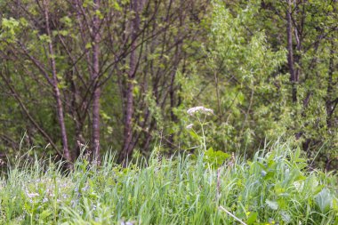 beyaz çiçek açan huş ağacı.