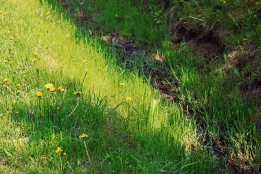 Bir tarlada sarı çiçekli otlar