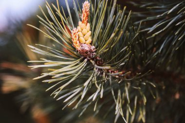 Kozalaklı çam ağacı dalı
