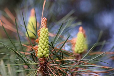 Tomurcukları, konileri ve iğneleri olan çam ağacına yakın..