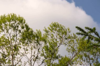 Mavi gökyüzü arka planlı ağaç dalı, doğa bitki örtüsü