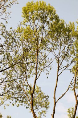 Yeşil yapraklı ağaç