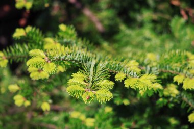 Arkaplanı bulanık yeşil ladin ağacı. Doğal ladin dalı. Yaklaş.
