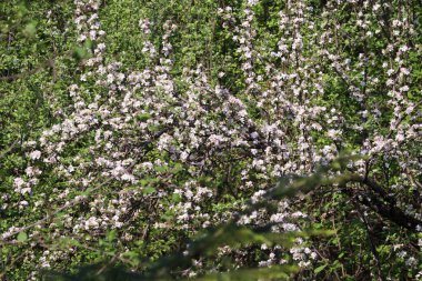 ağaç bahçe beyaz çiçekler