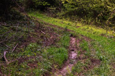 Ormandaki toprak yol