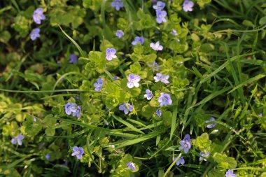 Bahçedeki güzel çiçekler