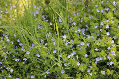 Ormandaki bir çayırda mavi çiçekler