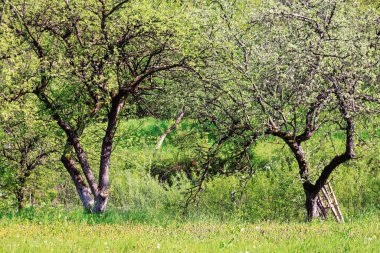 Parkta bahar manzarası