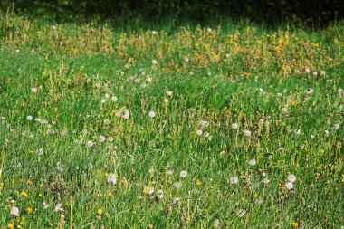 Sarı çiçekli çayır