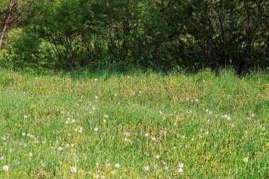 Yeşil çayır üzerinde beyaz karahindiba