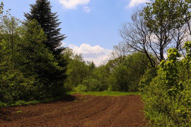 Baharda genç bir ormanın olduğu güzel bir manzara.