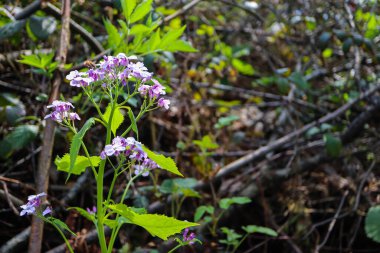 Bahçedeki güzel çiçekler
