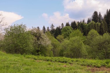 Ağaçlarla kaplı güzel bir manzara.