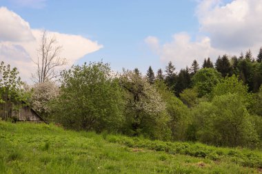 Karpatlar 'ın köyünde bahar geldi.