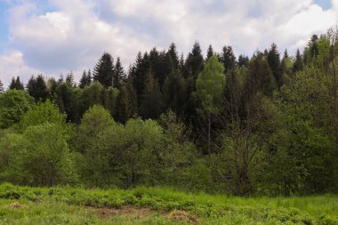 Baharda güzel yeşil orman