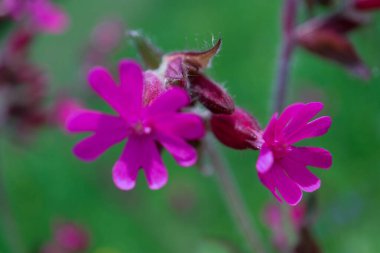 Bahçedeki pembe çiçekler