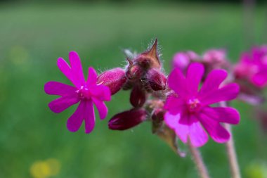 Bahçedeki güzel pembe çiçek
