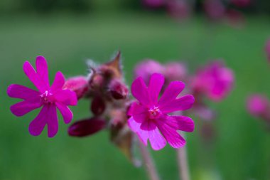 Renkli çiçeklerin arkaplan resmi, arka plan doğası