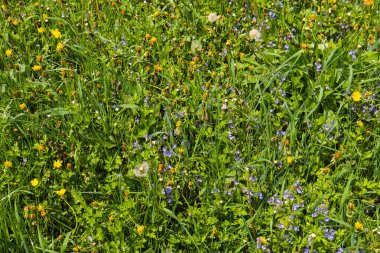 İlkbaharda çiçek tarlası