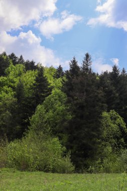 Bir dağ ve ormanı olan güzel bir manzara.