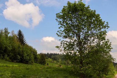 Mavi gökyüzünün arka planında yeşil ağaç