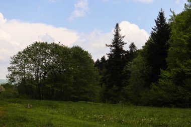 Ağaçları ve yeşil otları olan güzel bir manzara.