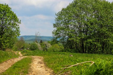 Dağlardaki yeşil ormandan geçen toprak yol..