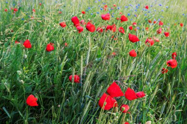 tarlada kırmızı gelincik çiçekleri