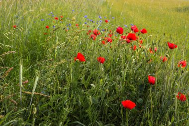 Tarladaki güzel çiçekler