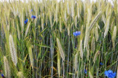 wheat ears with a field in background blue cornflowers on a green field. high quality photo