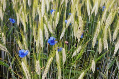 beautiful flowers in the field blue cornflowers on a green field. high quality photo