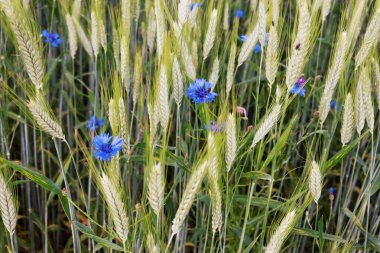 Çiçekler tarlada, çiçekler çimlerin üzerinde.