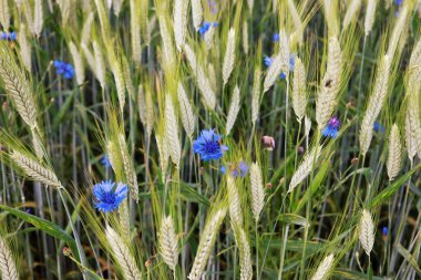 Tarlada çiçek tarlada güzel çiçekler