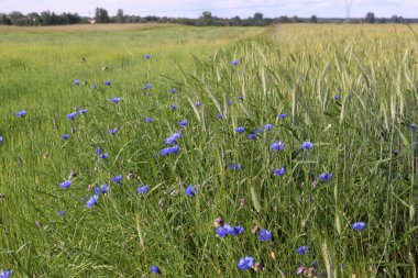 Yazın güzel mavi çiçek tarlası