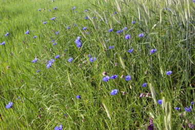 Bahçedeki güzel çiçekler