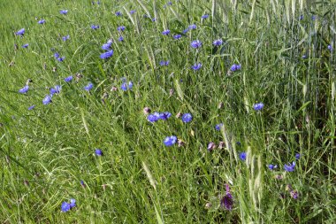 Çiçek çayırı, yaz çiçekleri ve bitkiler