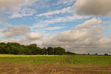 Bulutlu gökyüzü ile güzel bir tarla görüntüsü