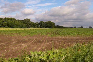 Genç mısırlı ve yeşil çimenli tarla