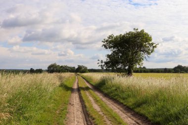 bir buğday tarlası ve toprak yol